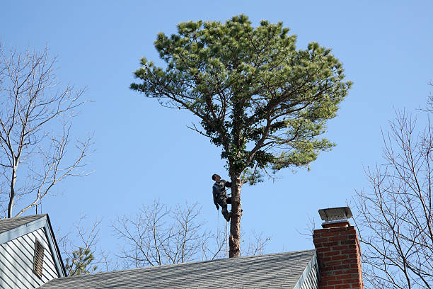 How Our Tree Care Process Works  in  Midlothian, TX